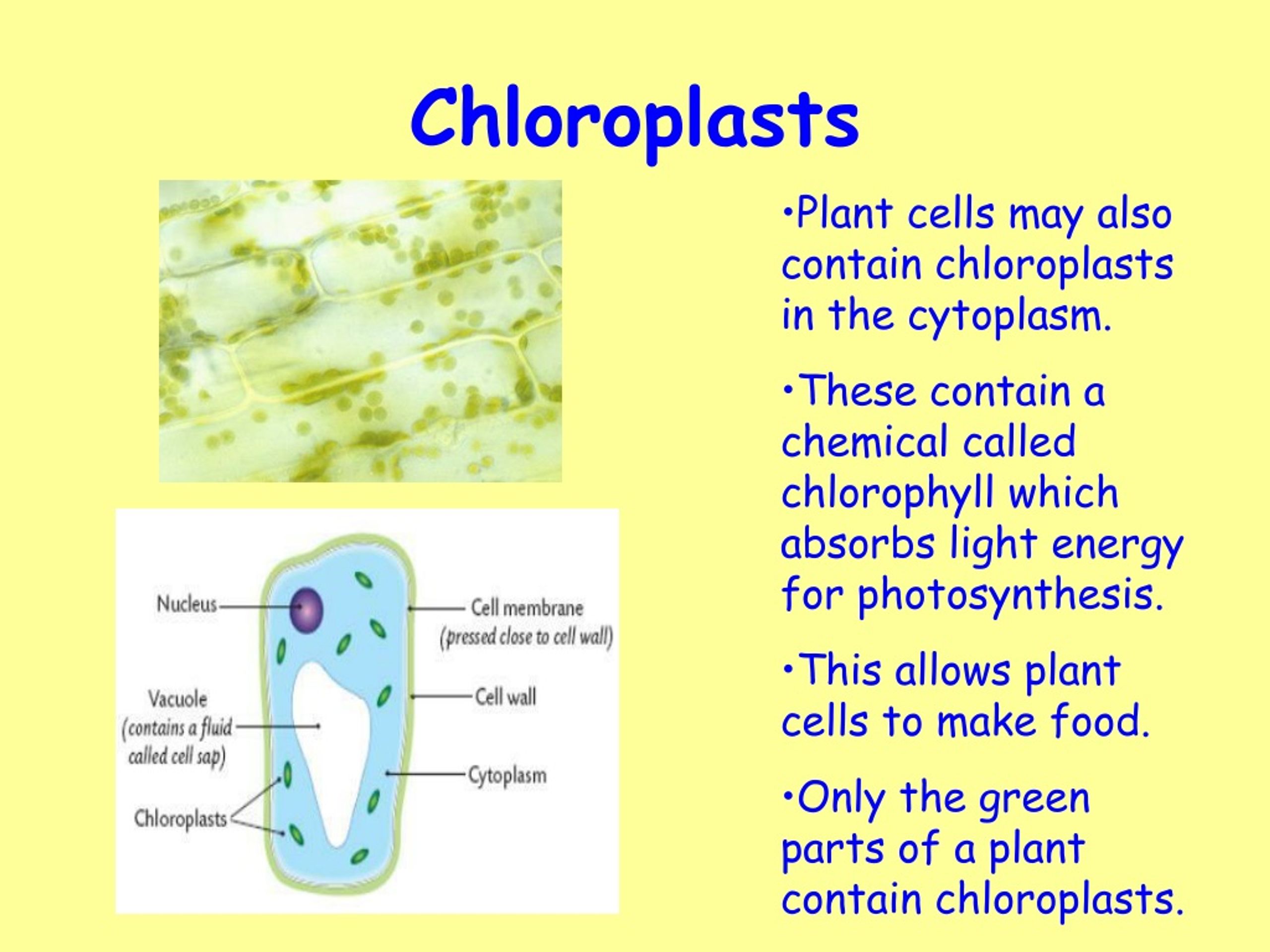 PPT UNIT ONE CELL BIOLOGY PowerPoint Presentation, free download ID