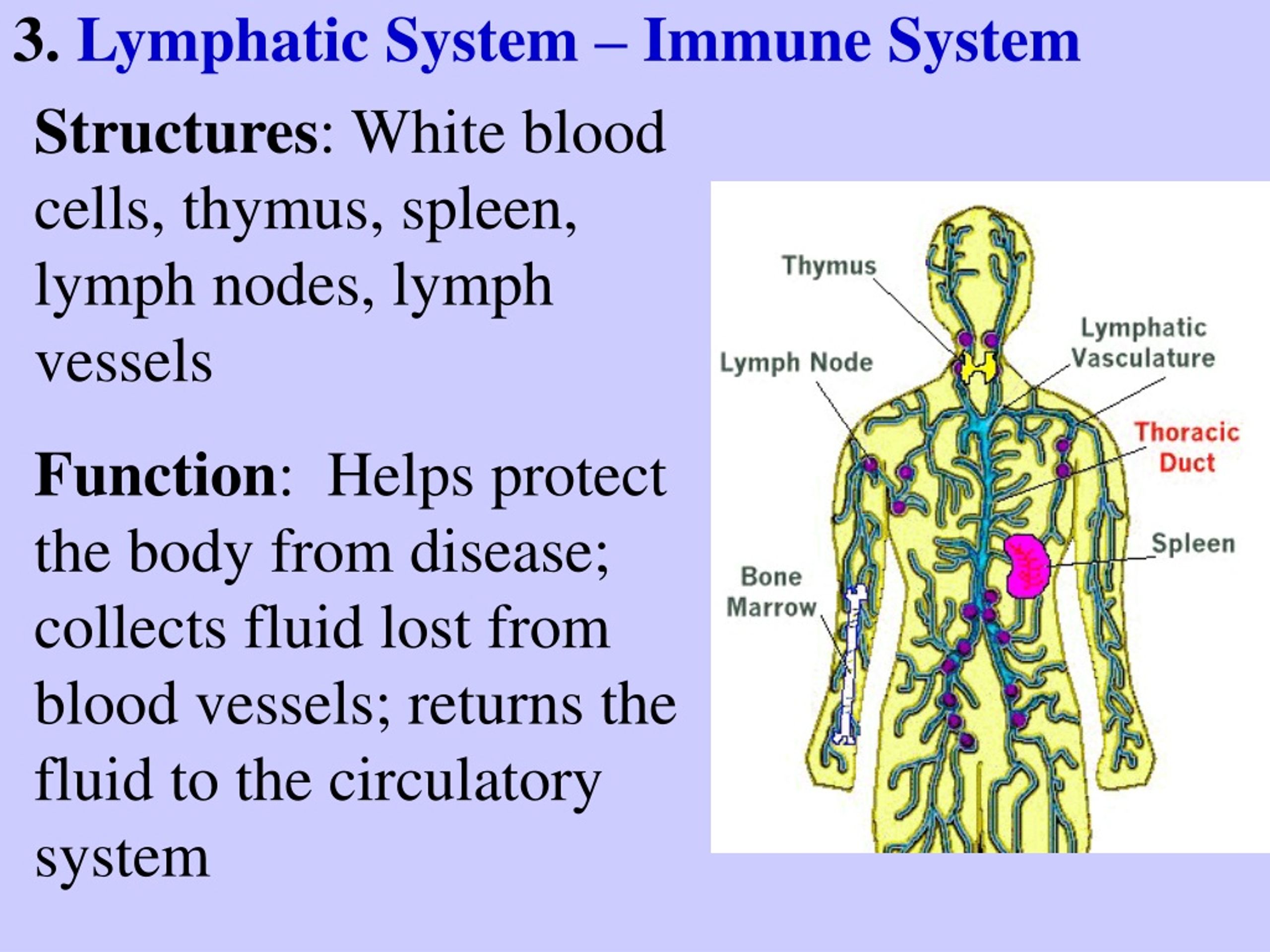 PPT Regulation and Homeostasis in the Human Body Overview PowerPoint