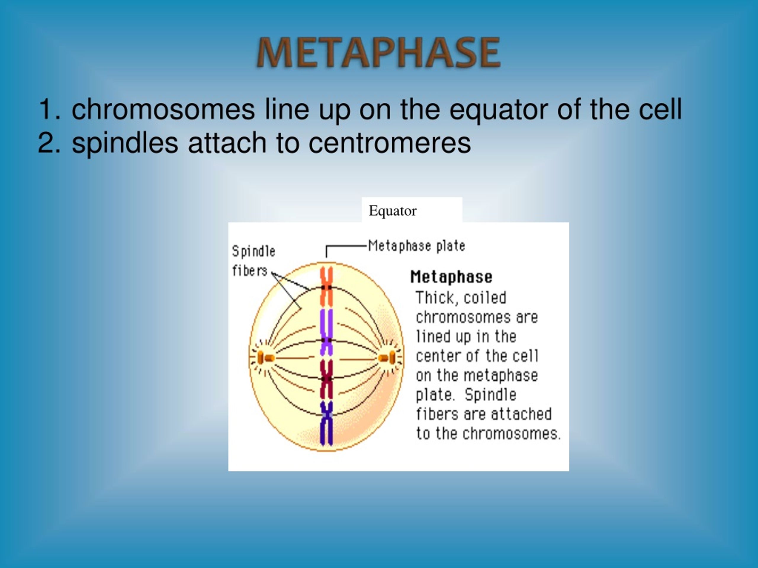 PPT Lesson Objectives—Cell Cycle PowerPoint Presentation, free