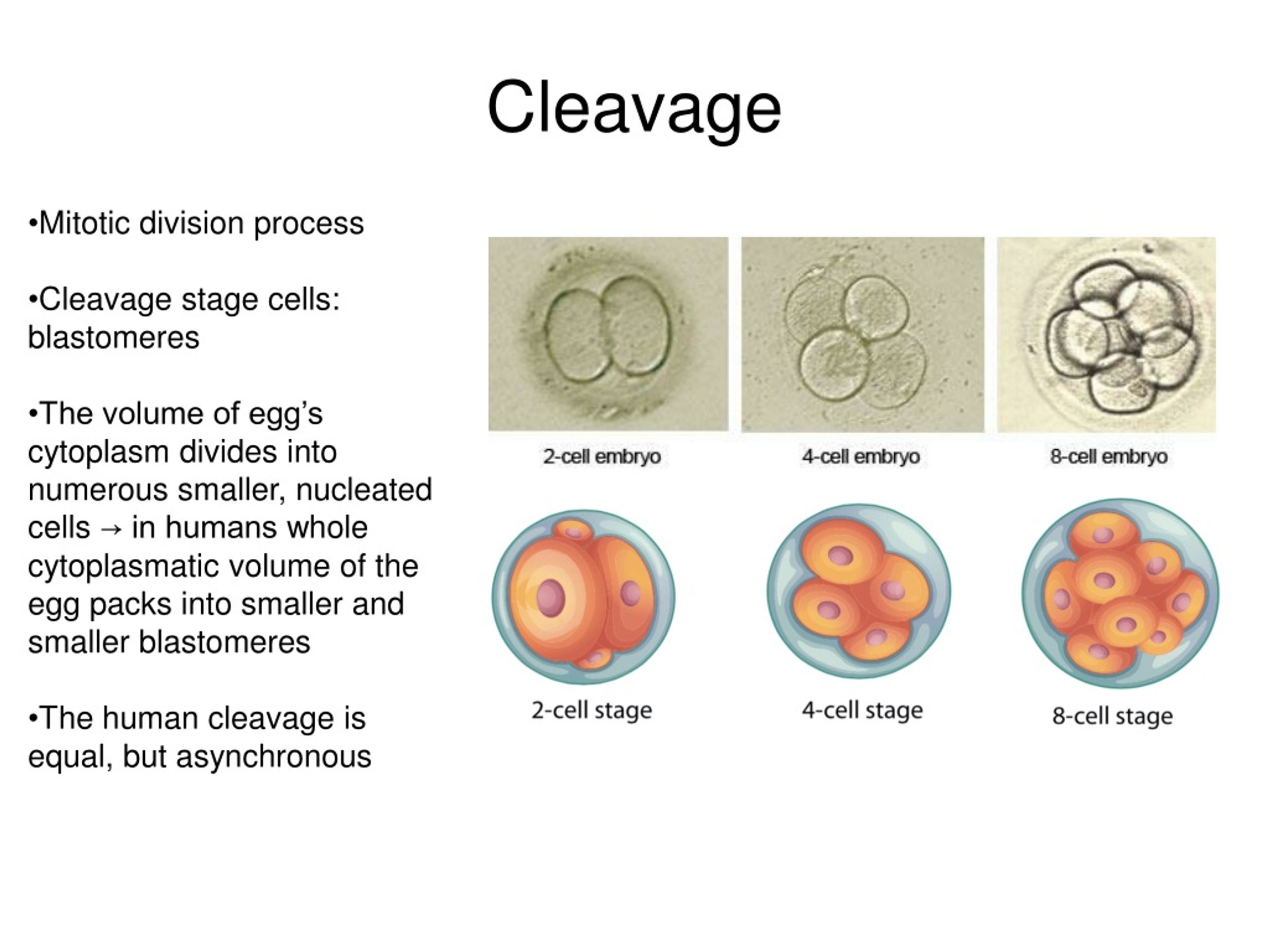 PPT Earl y development , c leavage , gastrulatio n PowerPoint