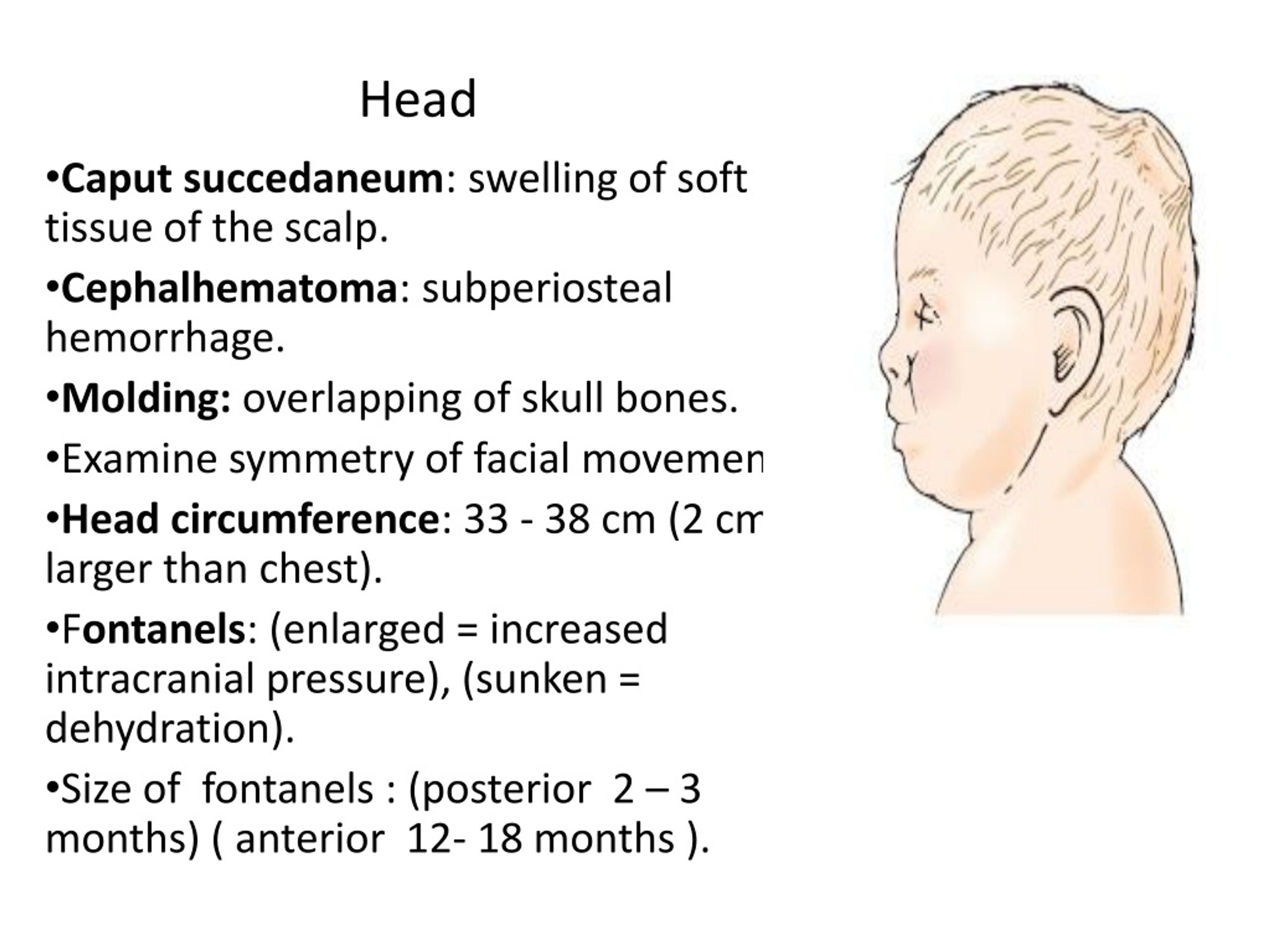PPT Physiology of the Newborn PowerPoint Presentation, free download