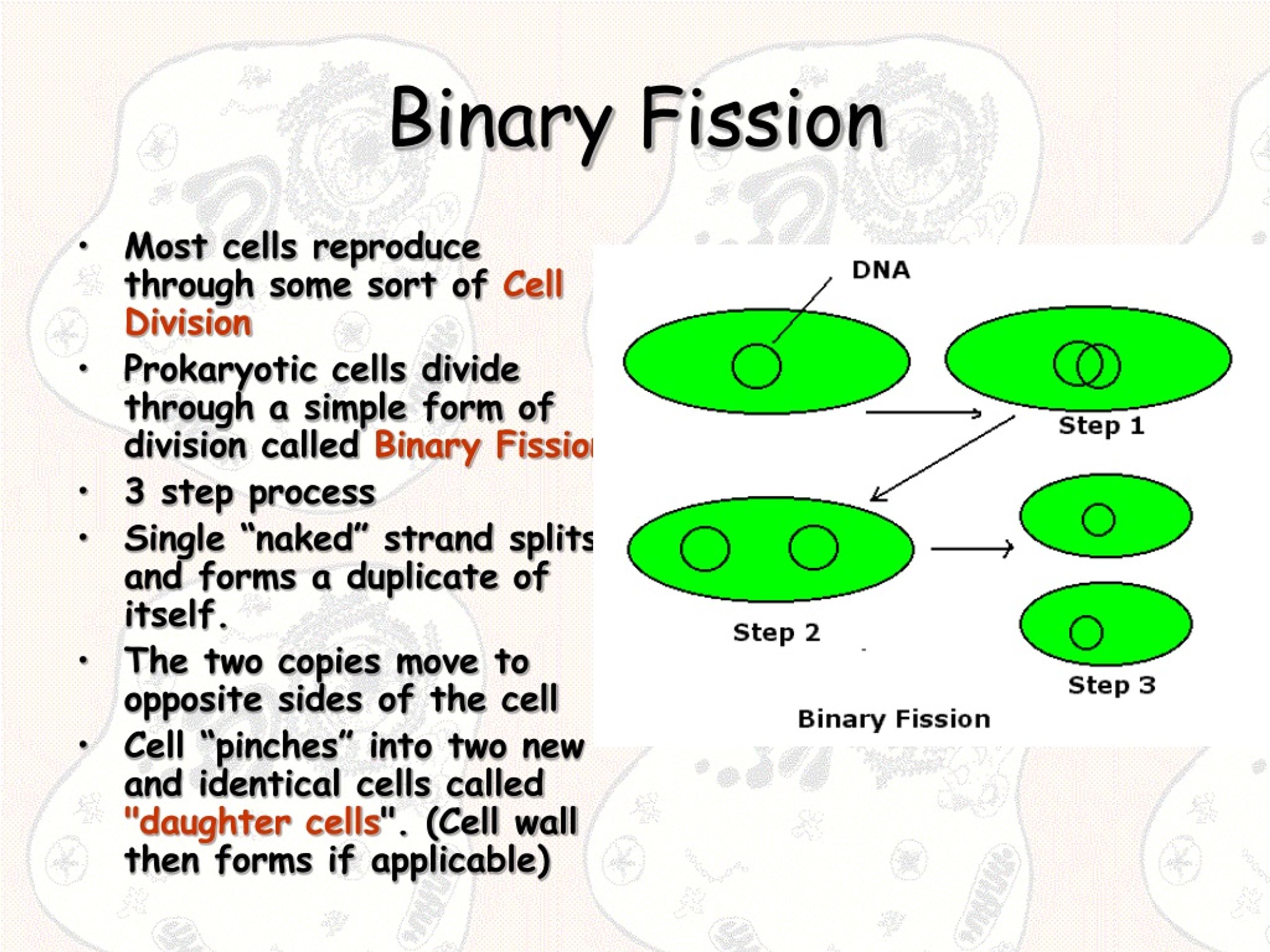 PPT Cell Division Binary Fission, Mitosis & Meiosis PowerPoint