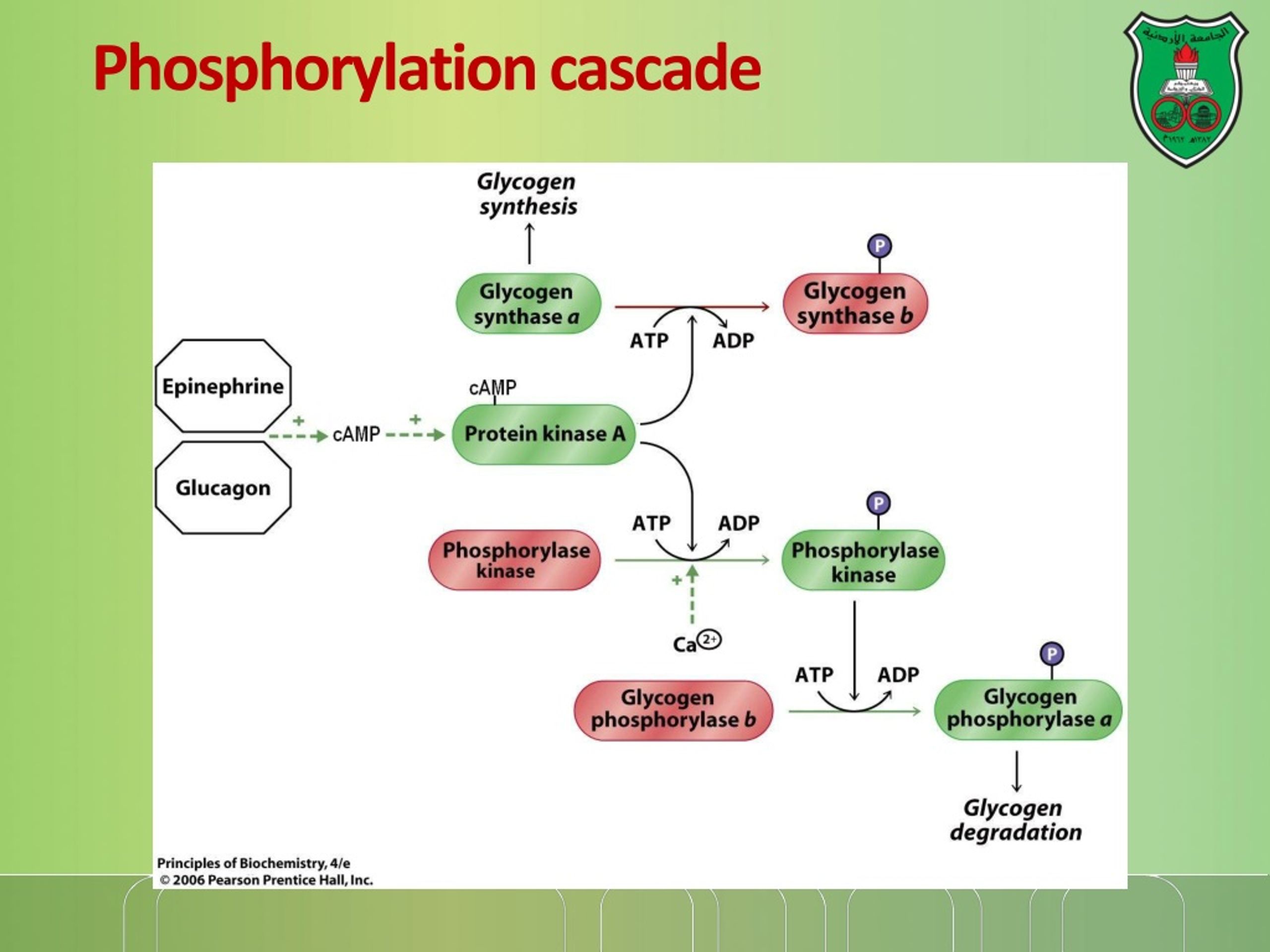 PPT Enzymes Part IV Enzyme regulation II PowerPoint Presentation, free download ID9223066