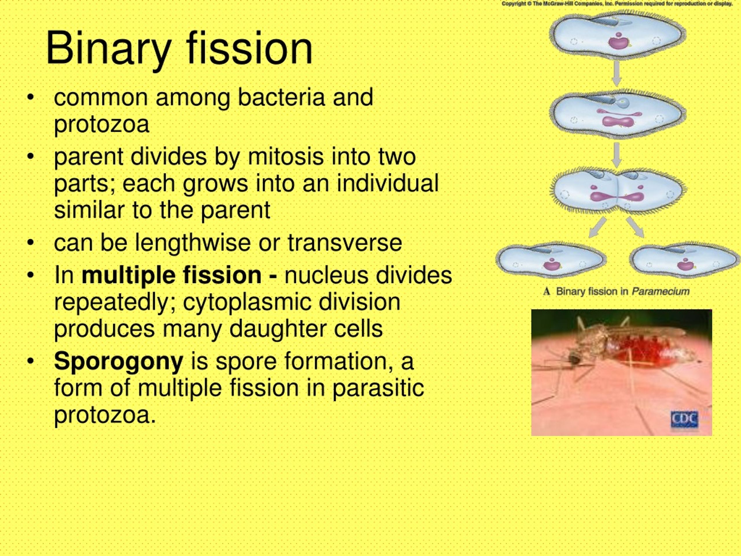 PPT The Reproductive Process… PowerPoint Presentation, free download