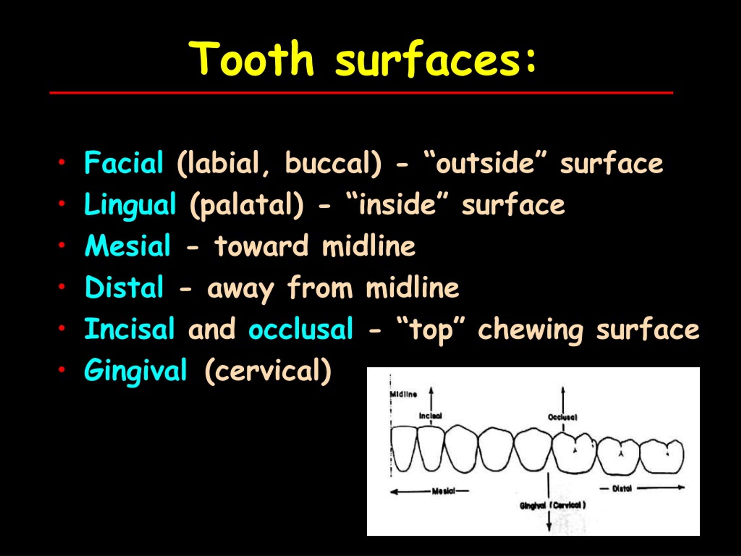 PPT to Dental Anatomy and Tooth Morphology RESD 701/701L