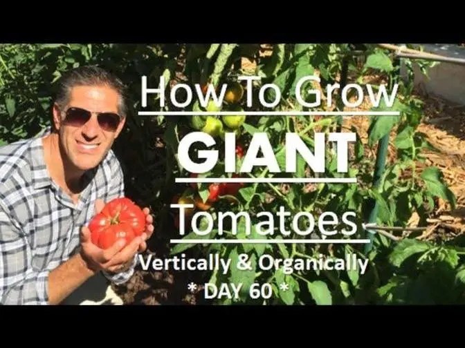 Grow GIANT Tomatoes Vertically & Organically TOMATO TIPSDAY 60 Update