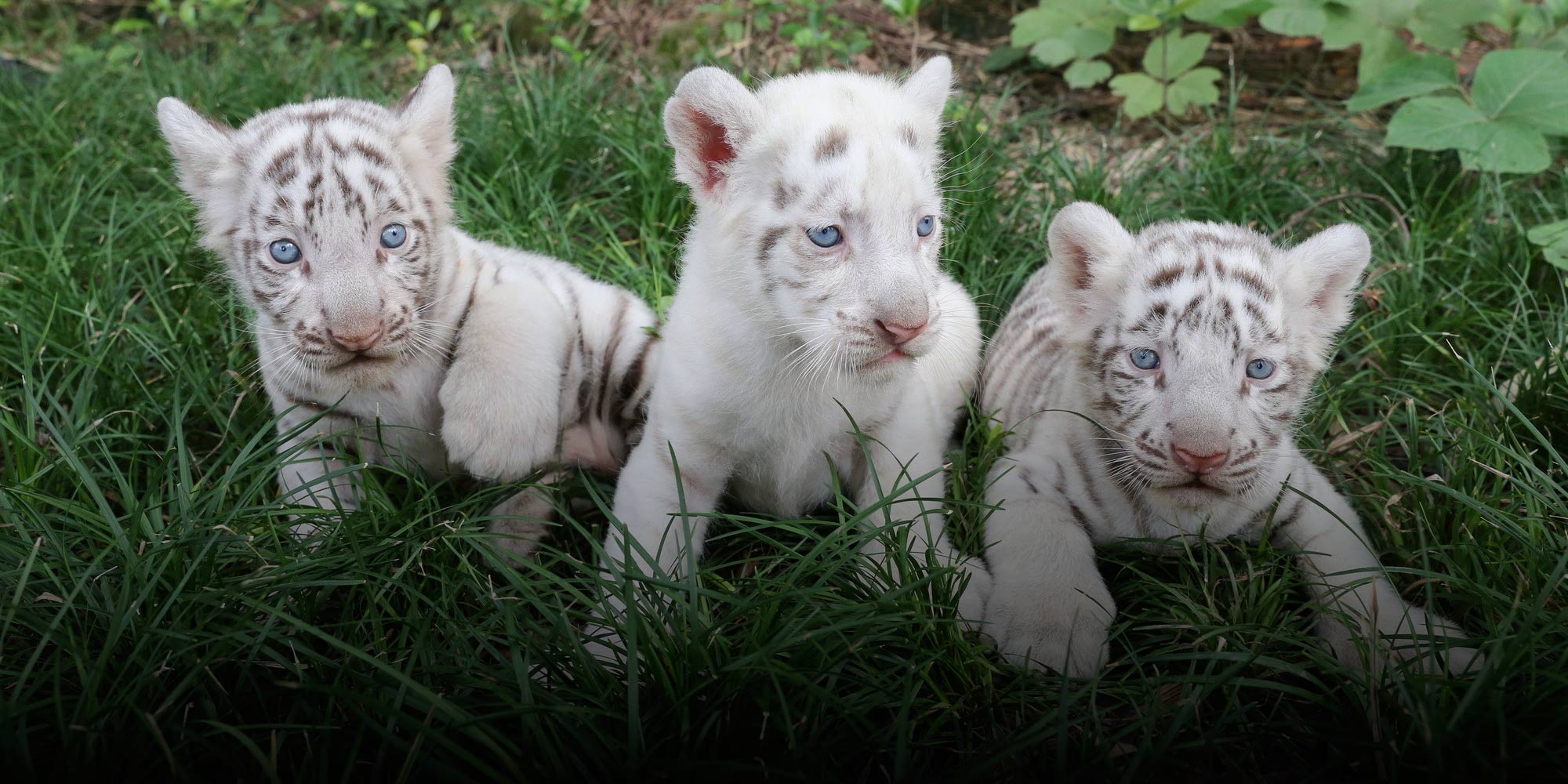 The Problem With China’s White Tiger Obsession