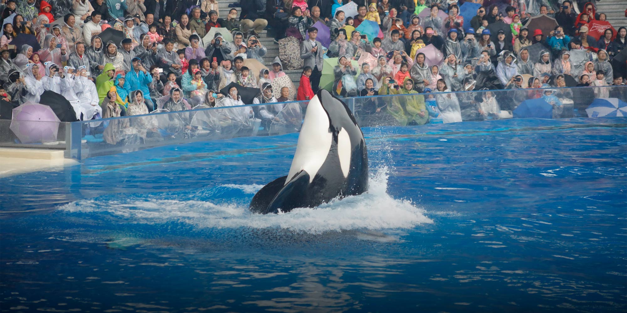 The Activists Fighting to Free China’s Captive Killer Whales