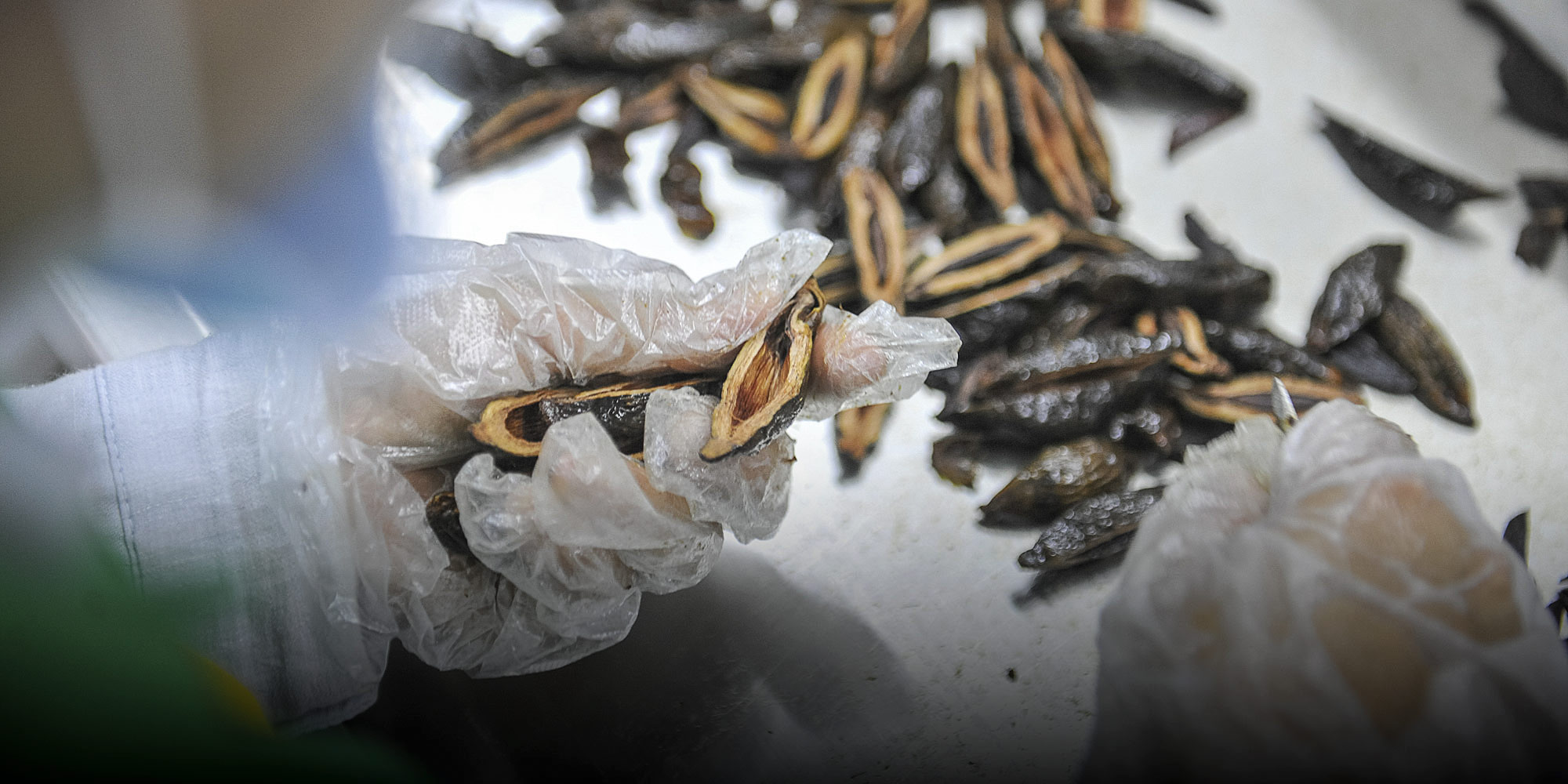 Betel Nuts, Hunan’s Popular But Cancerous Snack