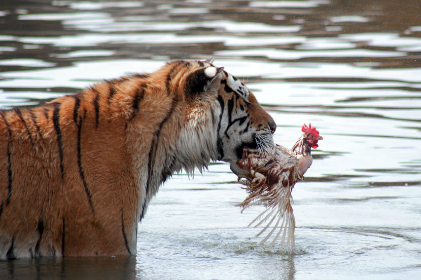 Readying for ReEntry Releasing Tigers Into the Wild