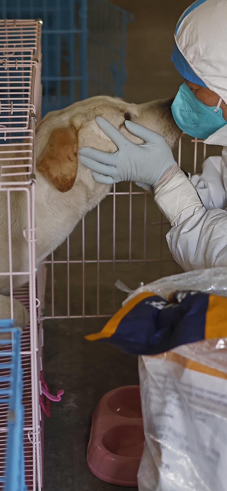 Pet Shelter in Shanghai