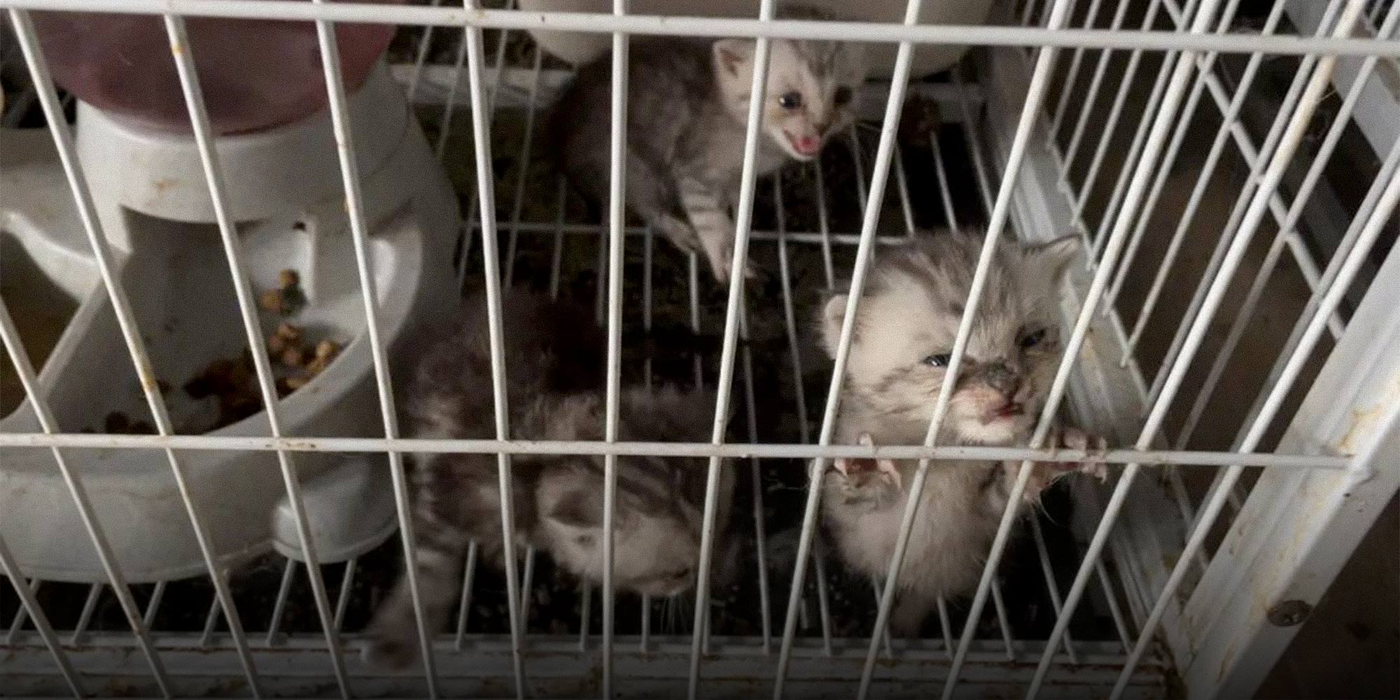 China’s Pet Industry Is Booming. So Are Its Horrific Breeding Mills.