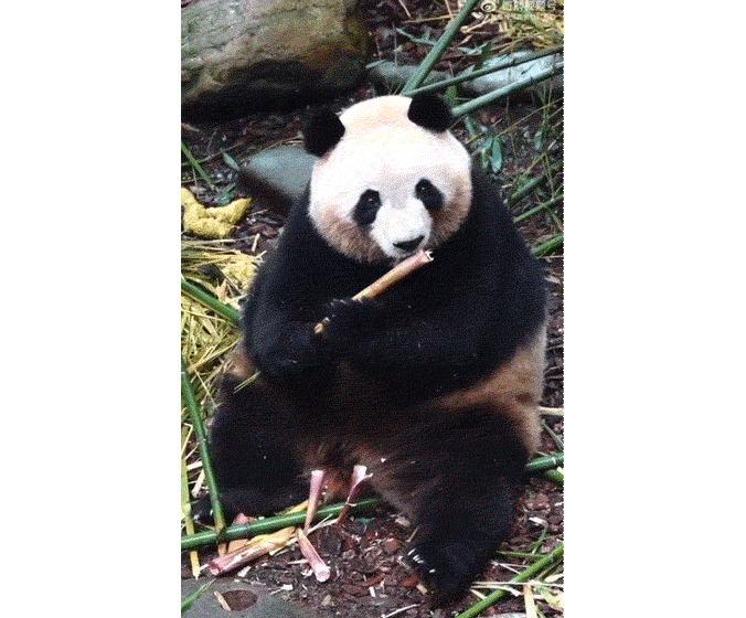 Baby Pandas Playing Gif