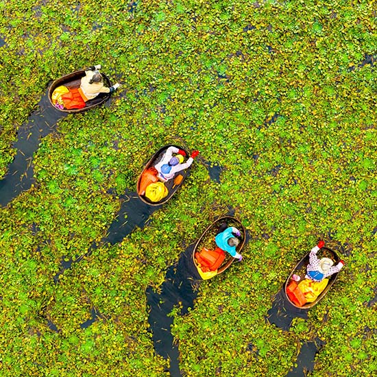 Water Chestnuts Season