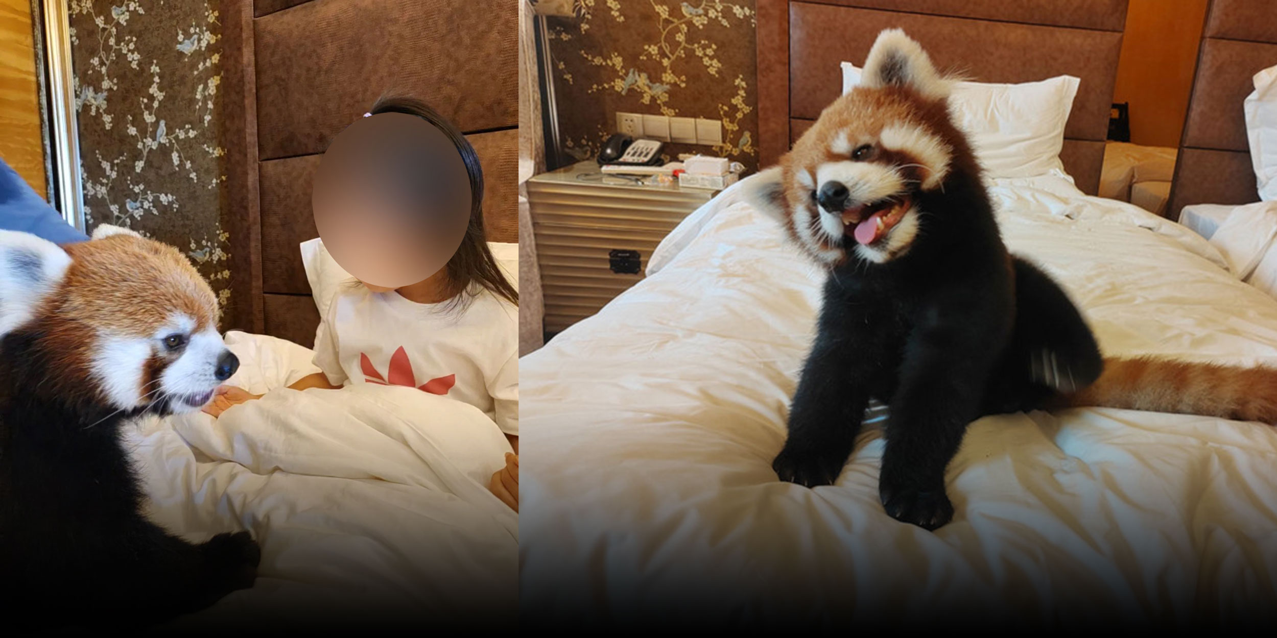 Chongqing Hotel Under Fire for Using Red Pandas in WakeUp Calls