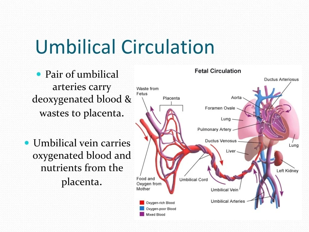 PPT Fetal circulation PowerPoint Presentation, free download ID9469605