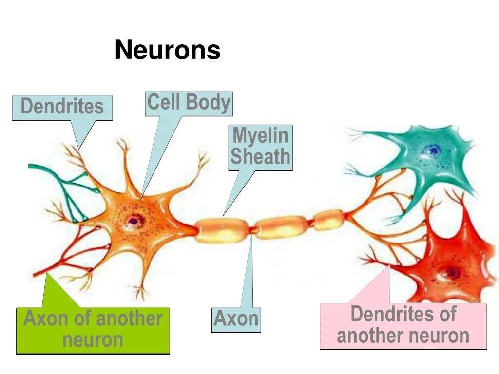 PPT Neurons and the Nervous System PowerPoint