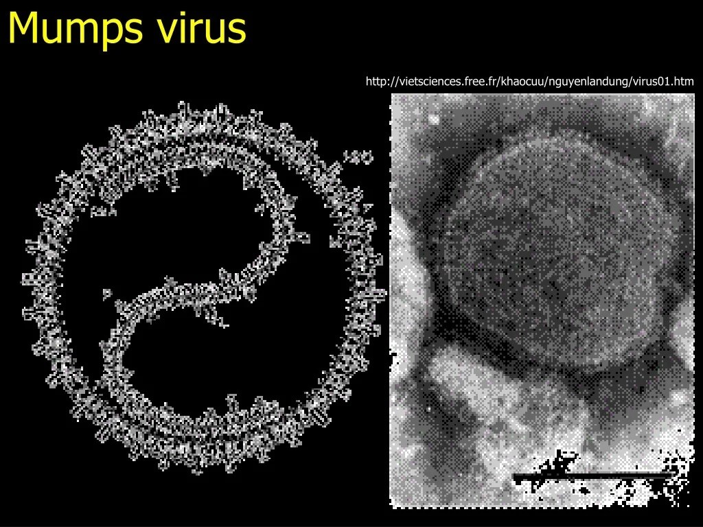 PPT Searching for microbes Part XII. Virology Part Two PowerPoint