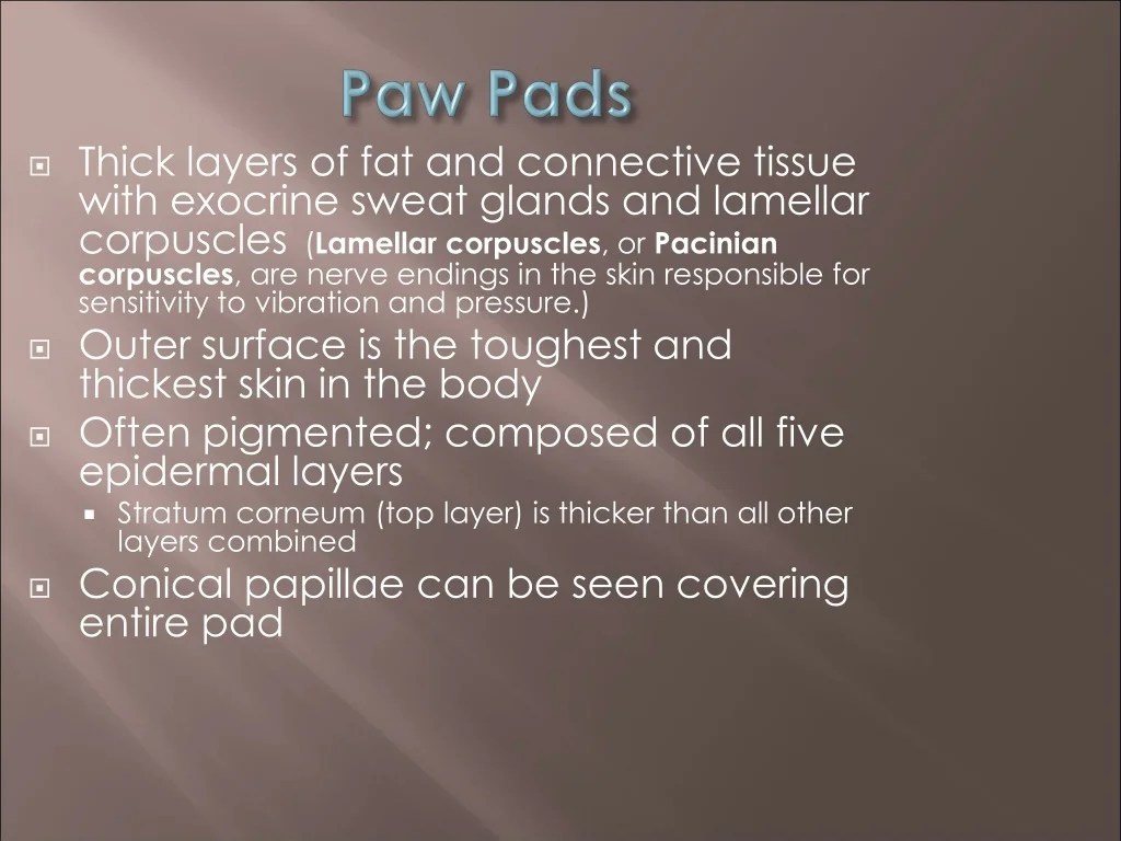 PPT The Integument and Related Structures PowerPoint Presentation