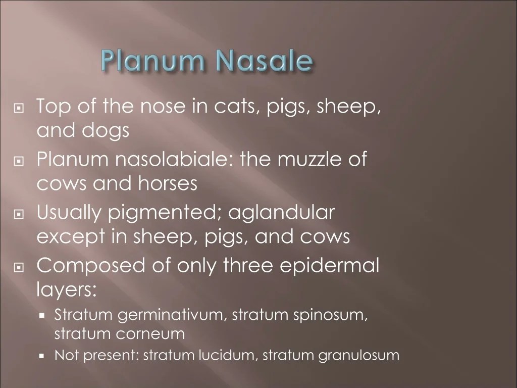 PPT The Integument and Related Structures PowerPoint Presentation
