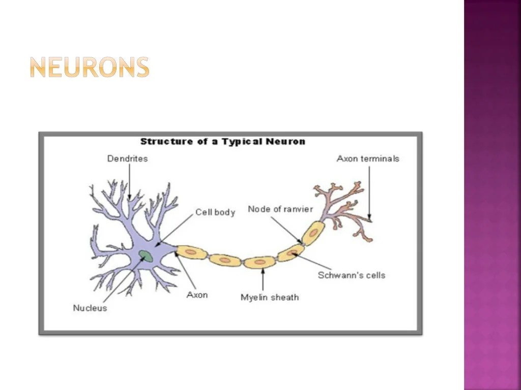 PPT Nervous System PowerPoint Presentation, free