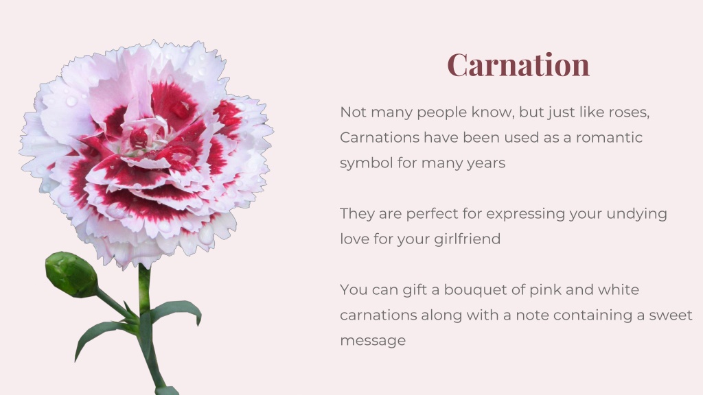 PPT Best Flowers to Gift Your Girlfriend on Her Birthday PowerPoint