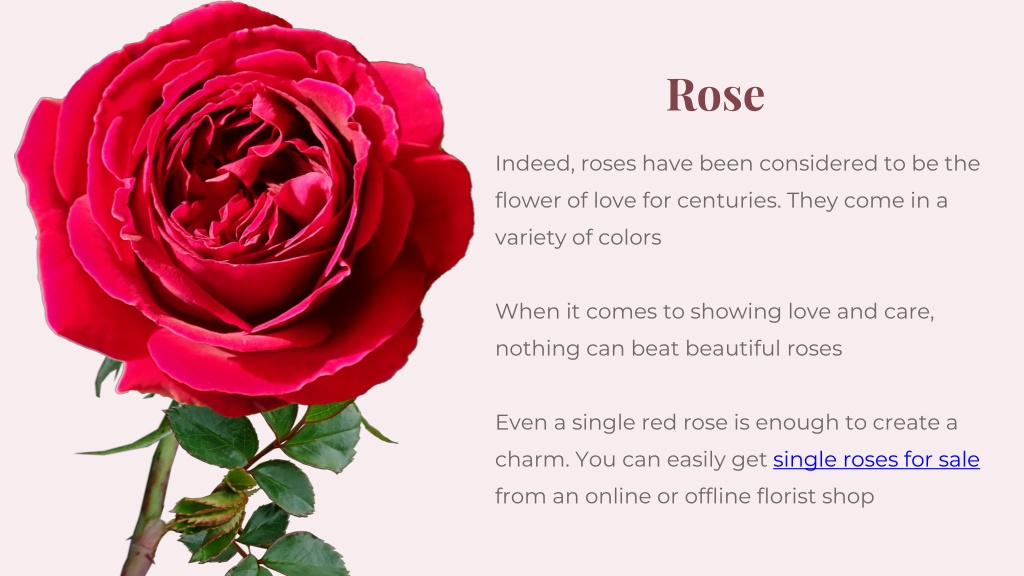 PPT Best Flowers to Gift Your Girlfriend on Her Birthday PowerPoint
