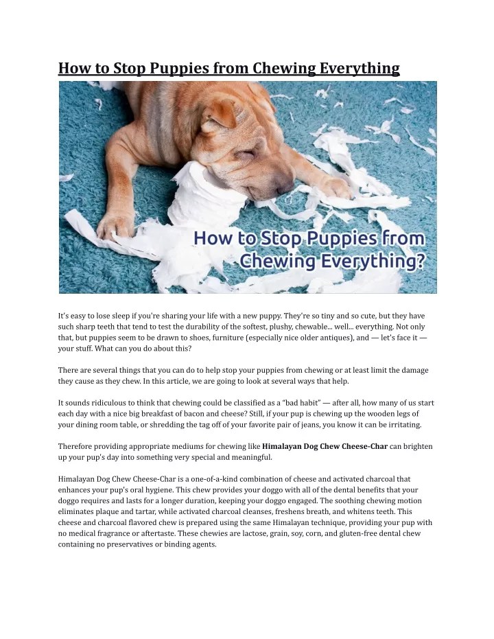 PPT How to Stop Puppies from Chewing Everything PowerPoint