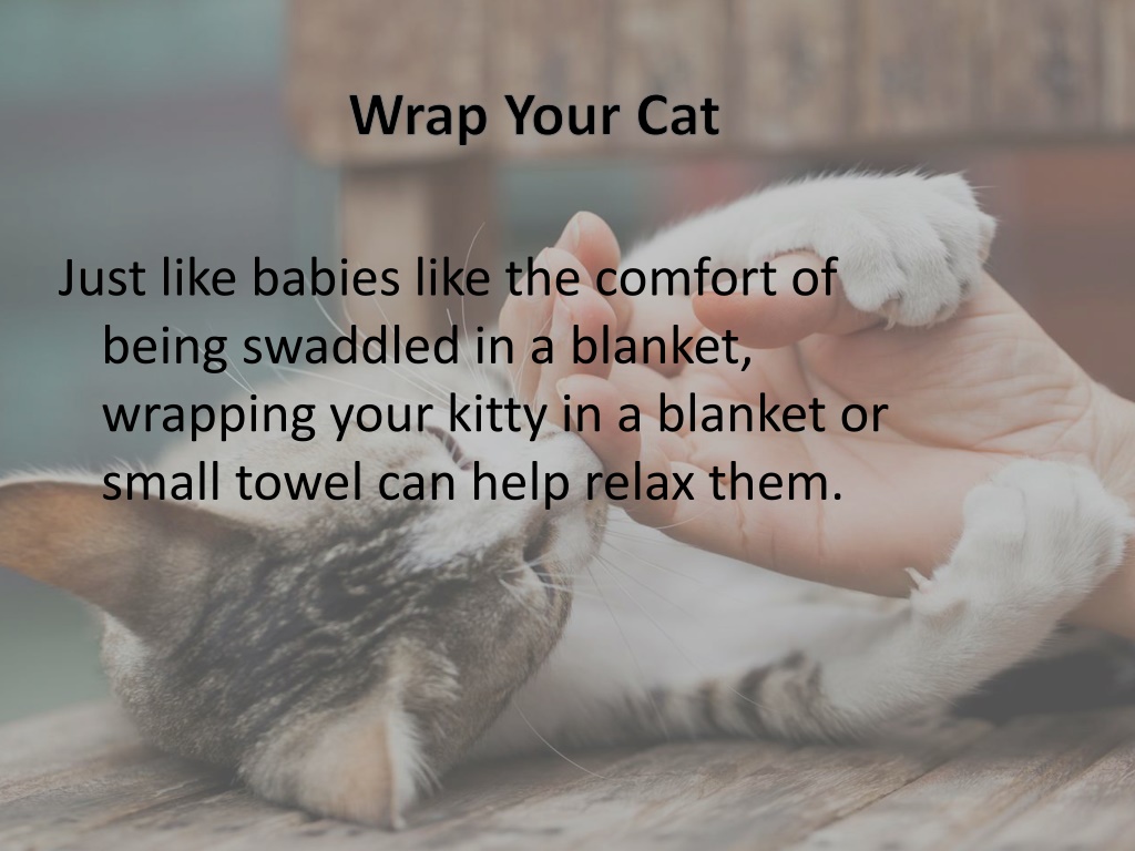 PPT Tips on How to Make Cat Nail Care a Little Easier PowerPoint