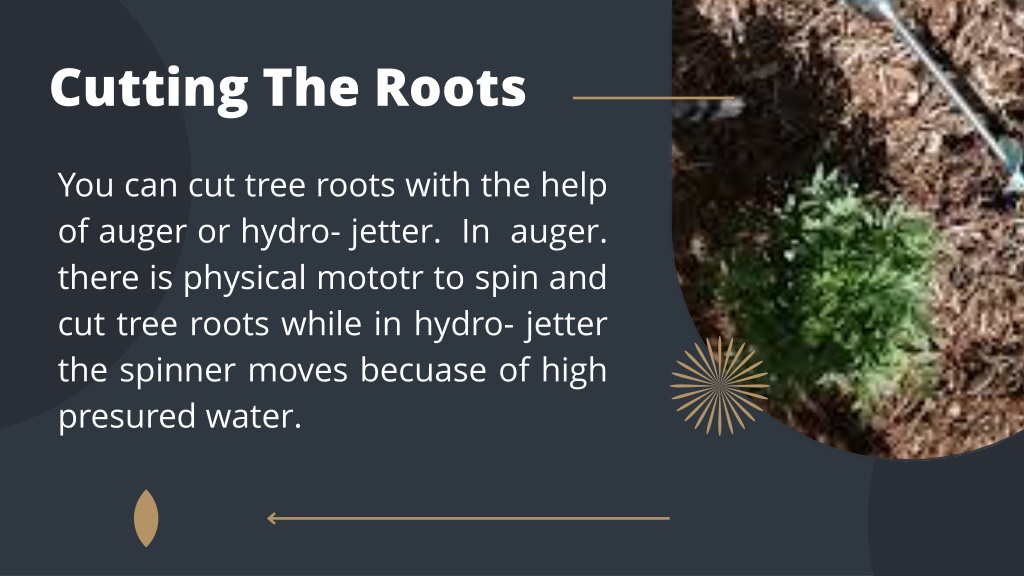 PPT How To Protect Plumbing Pipes From Tree Roots PowerPoint