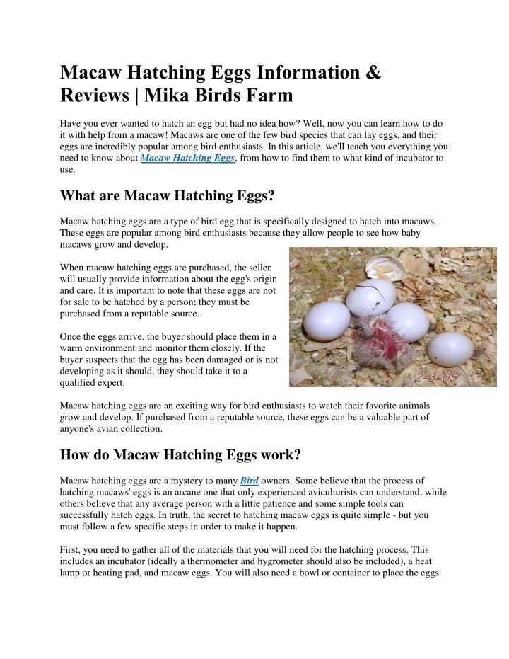 PPT Macaw Hatching Eggs Information & Reviews Mika Birds Farm