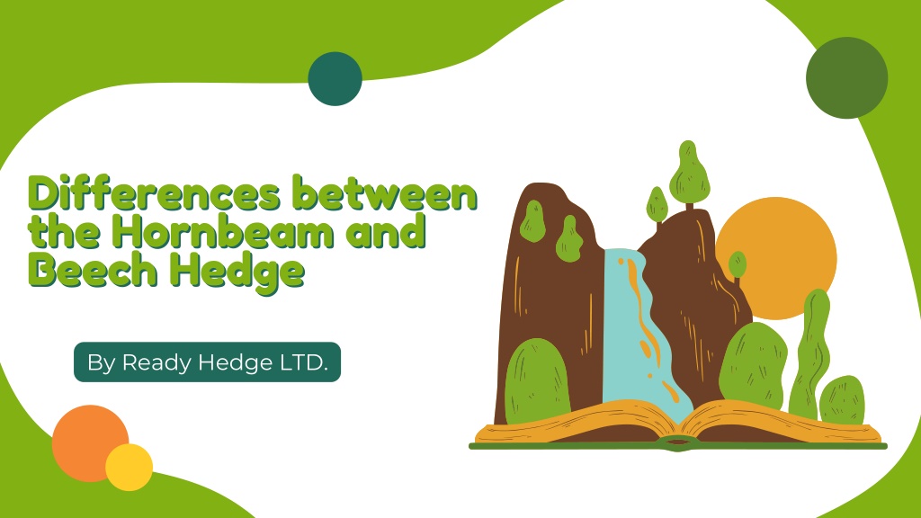 PPT What are the differences between the hornbeam and beech hedge