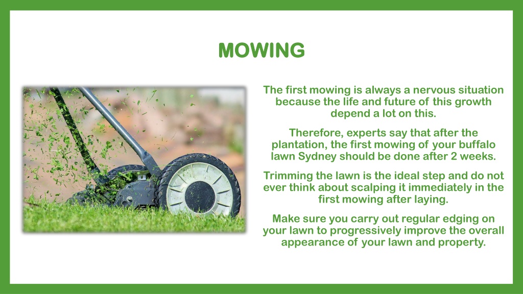 PPT Maintenance Rules to Follow Regarding Sydney Buffalo Lawns