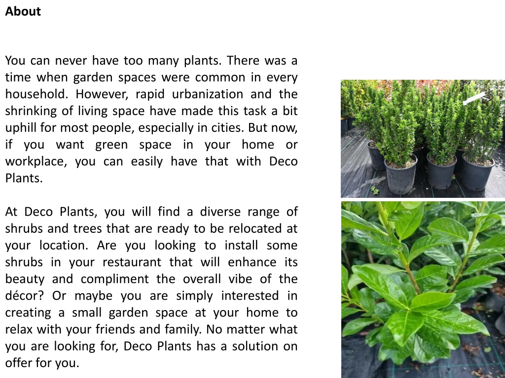 PPT Hedging Plants Online Ireland Decoplants.ie PowerPoint