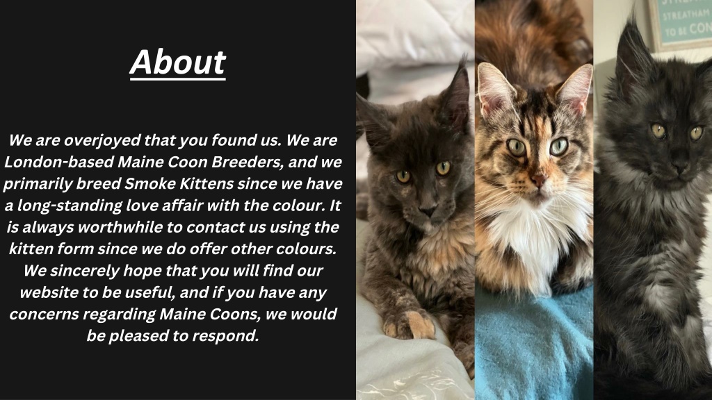 PPT Maine Coon Cat Breeders Uk PowerPoint Presentation, free download