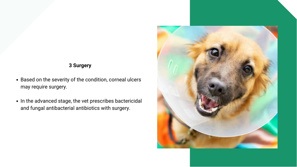 PPT Treatment of Corneal Ulcers in Dogs PowerPoint Presentation, free