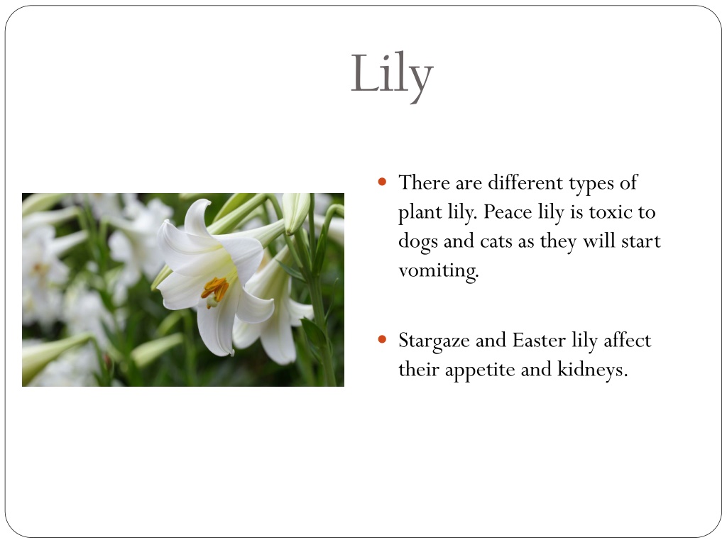 PPT Plants that are Toxic for Pets PowerPoint Presentation, free