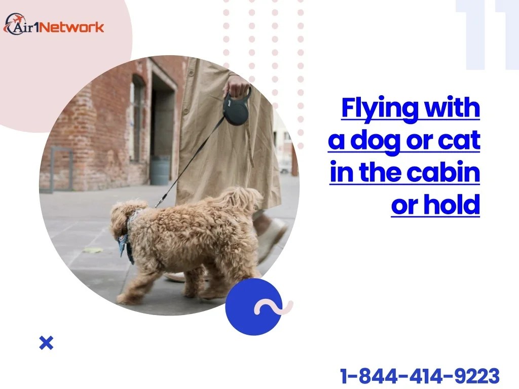 PPT 18444149223 Know about the KLM Pet Policy PowerPoint
