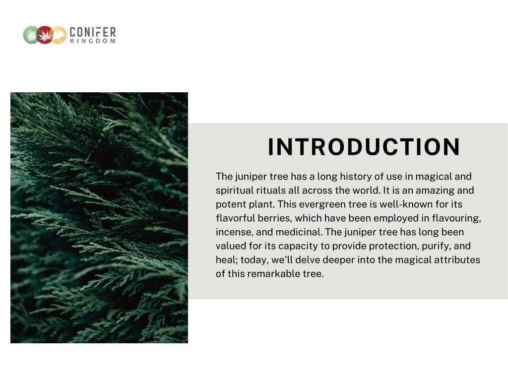 PPT Unlock the Magical Qualities of the Juniper Tree PowerPoint