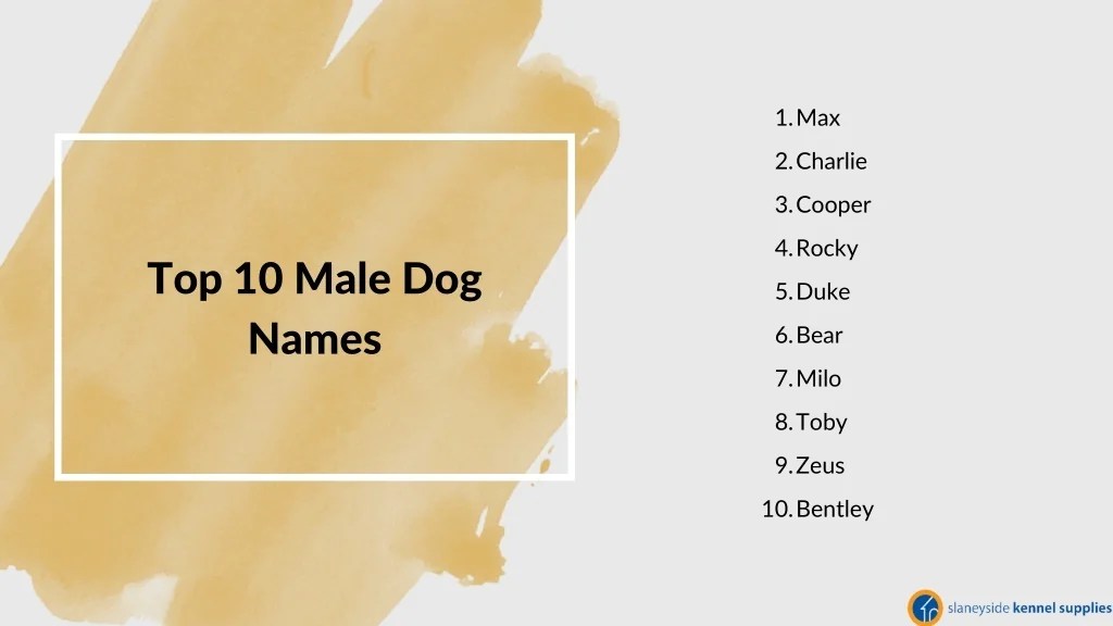 PPT Best Dog Names for Male and Female Slaneyside Kennels