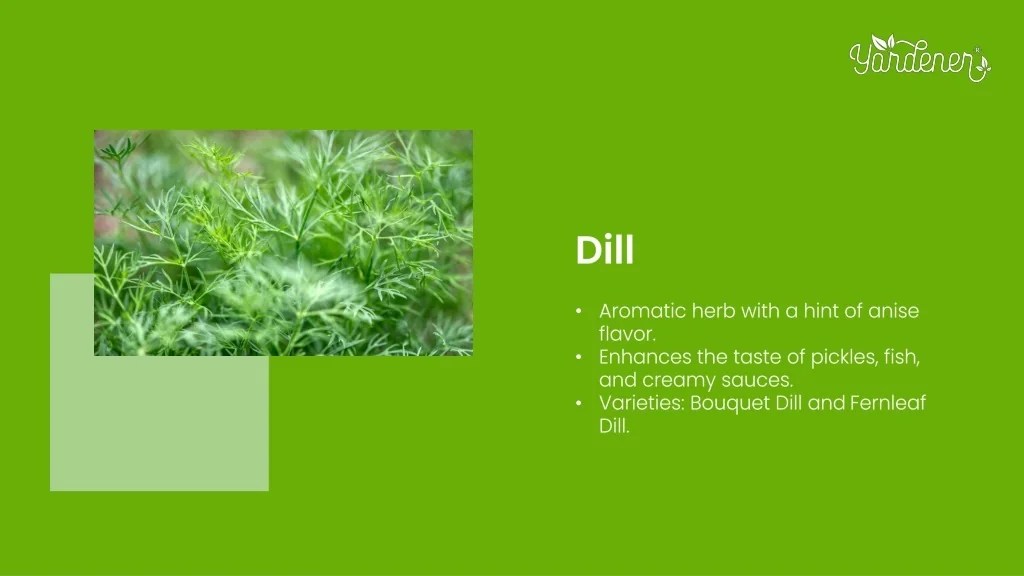 PPT The Top Herbs to Plant in Late Summer for Fresh Seasonings