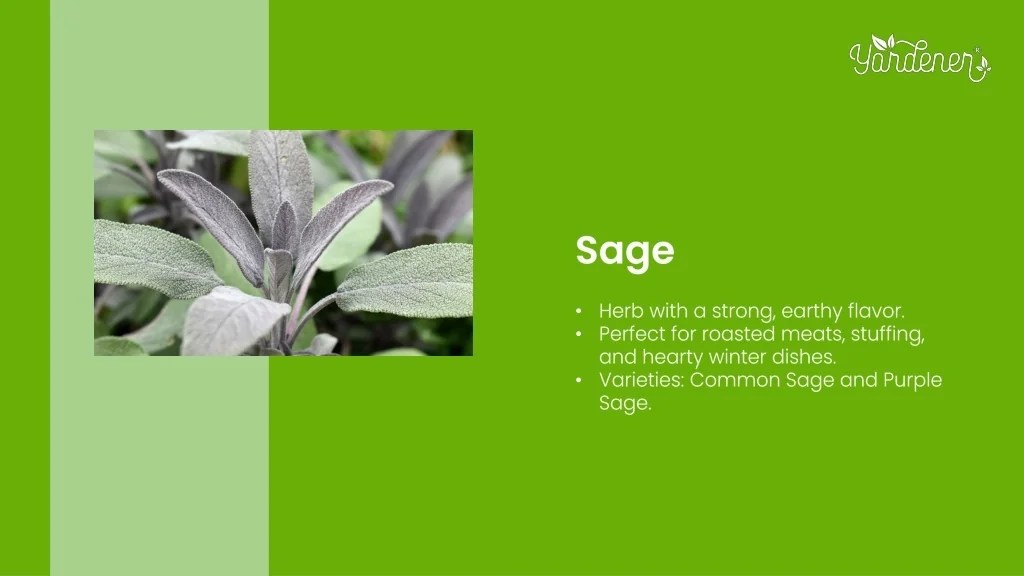 PPT The Top Herbs to Plant in Late Summer for Fresh Seasonings