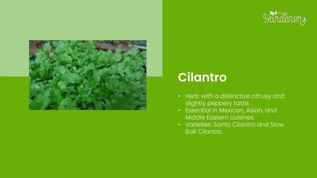 PPT The Top Herbs to Plant in Late Summer for Fresh Seasonings