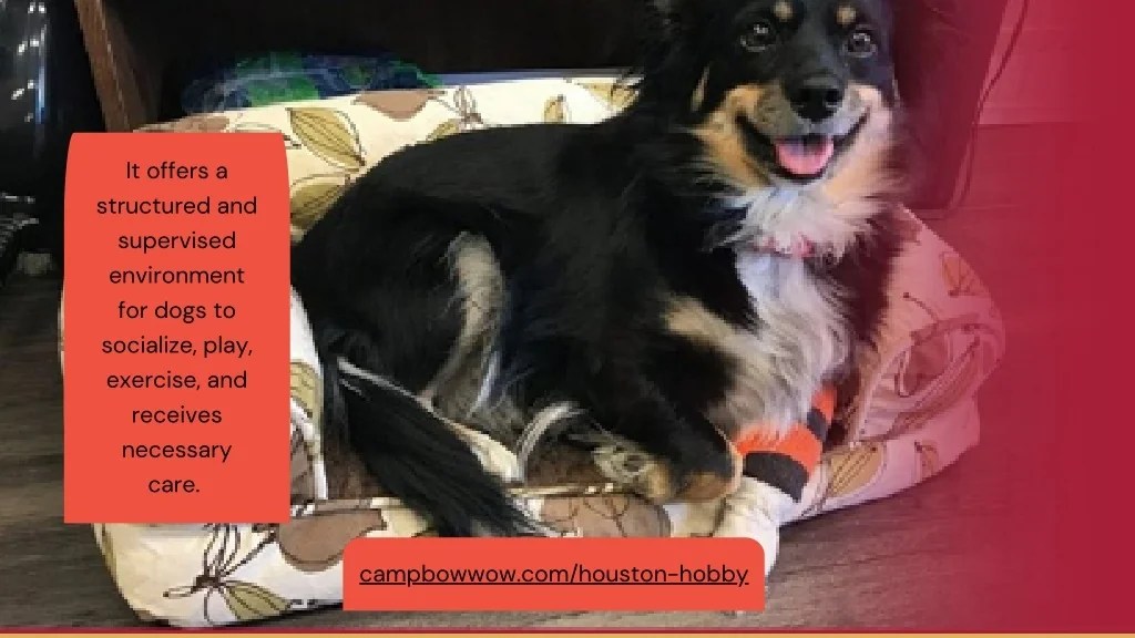 PPT Dog Boarding Houston PowerPoint Presentation, free download ID