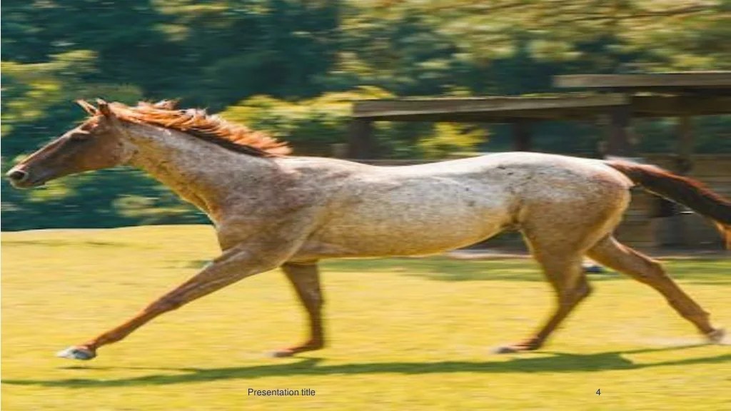 PPT Best Event Photographer in Poquoson PowerPoint Presentation, free