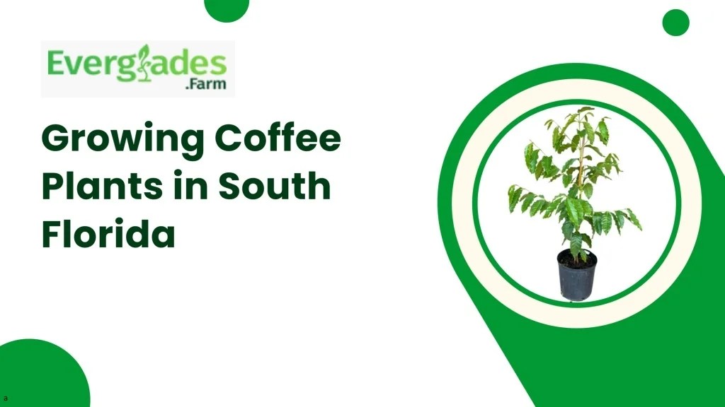 PPT Growing Coffee Plants in South Florida PowerPoint Presentation, free download ID12774072