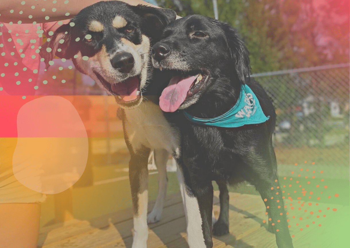 Greensboro, NC Dog Park & Pub Doggos Dog Park and Pub