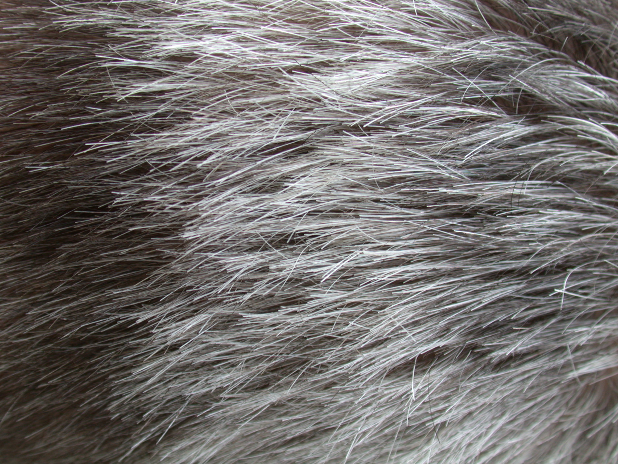 Animal Hair Texture