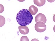 Basophil 1.