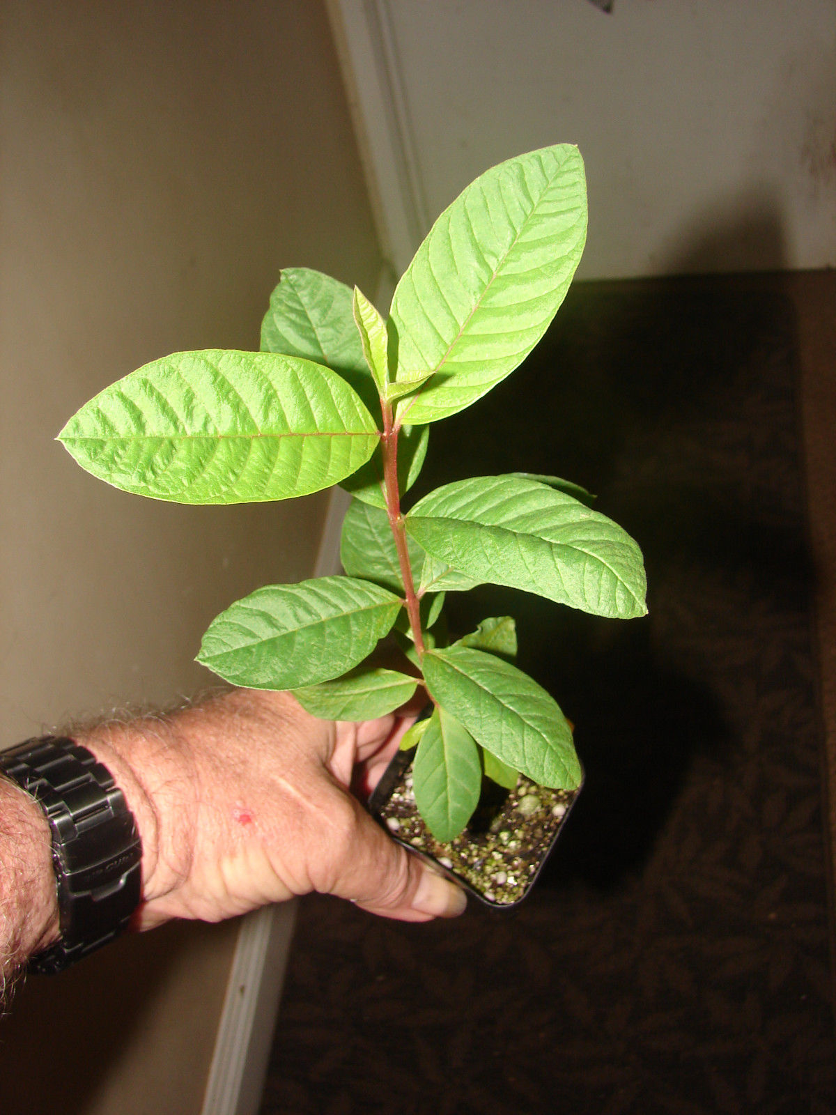 Polynesian Produce Stand BEAUMONT PINK GUAVA Psidium guajava Red